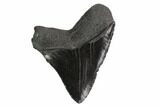 Serrated, 2.67" Fossil Megalodon Tooth - #130092-1